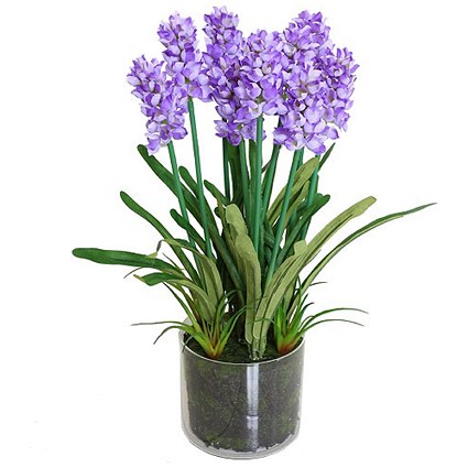 Purple Lavender Plant With Decorative Pot
