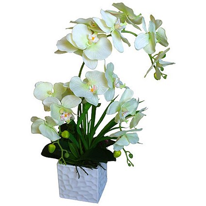 Stunning Orchid Display Plant With Pot
