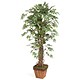 Stewart Superior Artificial Plant H1600mm Ficus Ref 9900129