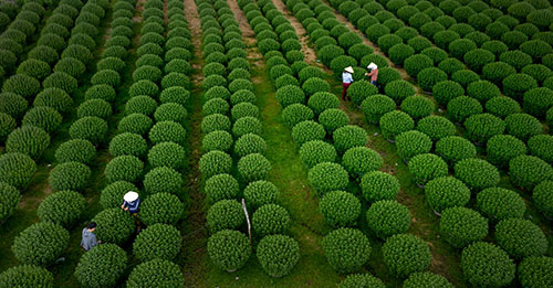 Tea farmers