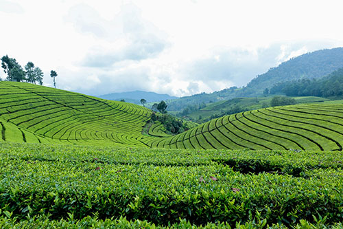 Tea fields