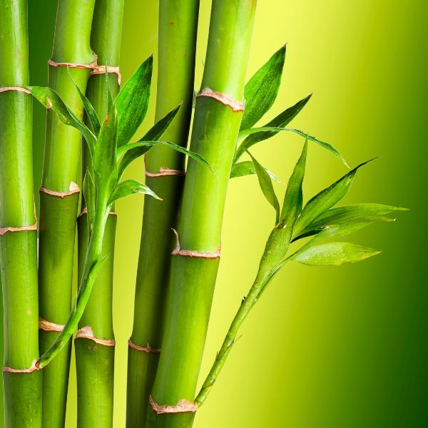 Bamboo growing