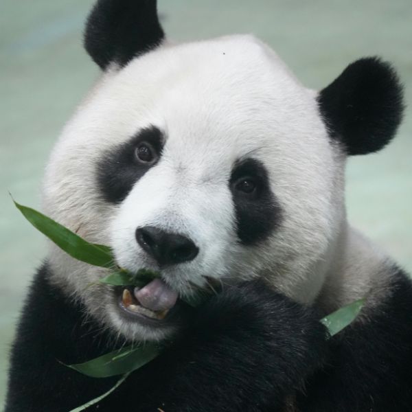 Panda eating bamboo