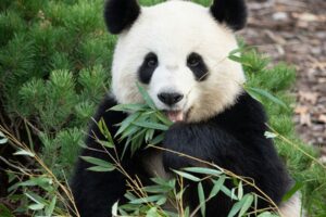 Green Friday – the perfect time to switch to bamboo toilet paper