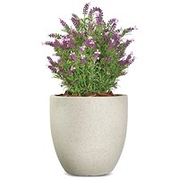Vistafolia French Lavender Bush Pink FLB-PNK
