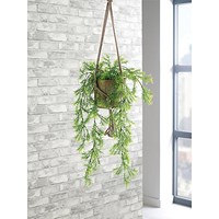 Trailing Asparagus Fern Terracotta Pot LLRTAF1000