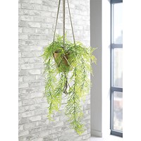 Trailing Emerald Fern Terracotta Pot LLRTEF1000