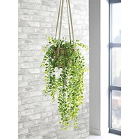 Trailing Ficus Pumila Terracotta Pot LLRTFP1010