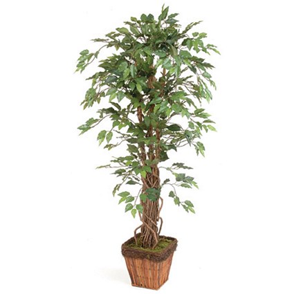 Stewart Superior Artificial Plant H1600mm Ficus