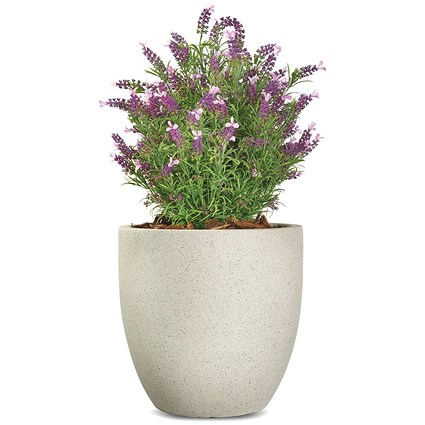 Vistafolia French Lavender Bush Pink FLB-PNK