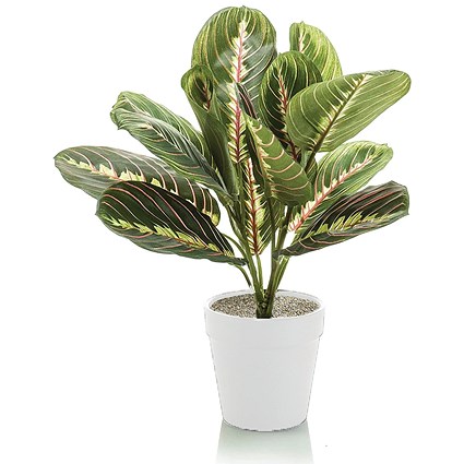 Tabletop Maranta Bush Matte Lava Planter LLRMAB340/RDYLV