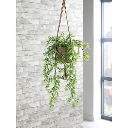 Trailing Asparagus Fern Terracotta Pot LLRTAF1000