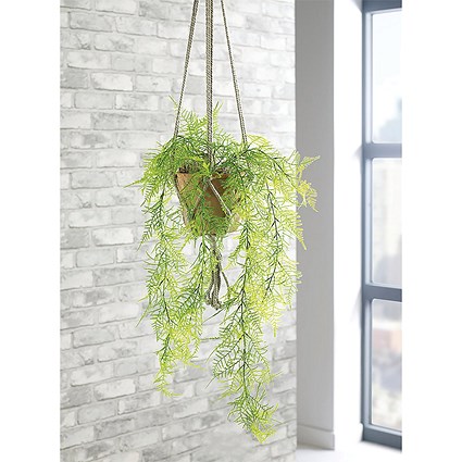 Trailing Emerald Fern Terracotta Pot LLRTEF1000