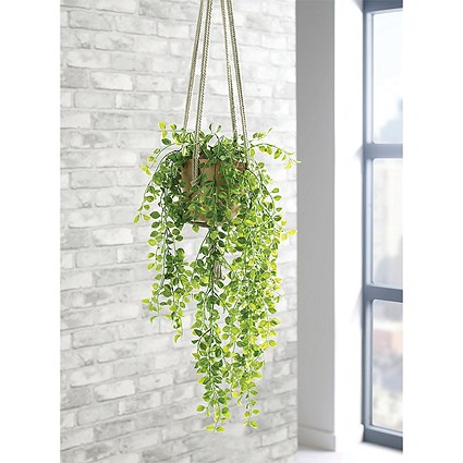 Trailing Ficus Pumila Terracotta Pot LLRTFP1010