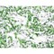 Q-Connect Q8CC2 P-3 CrosSq Cut Paper Shredder, 13 Litres Q-Connect Q8CC2 P-3 CrosSq Cut Paper Shredder, 13 Litres