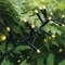 LED IP65 Black Rubber Cluster Lights Warm White 100m