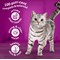Whiskas 1+ Cat Complete Dry with Chicken, 800g, Pack of 5