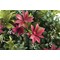 Vistafolia Forest Flame Colour Box (Pack of 30) CBX-FFL