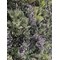 Vistafolia French Lavender Purple Colour (Pack of 10) CBX-LAV-PPL