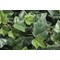 Vistafolia Trailing Ivy Texture Box (Pack of 9) TBX-TIV
