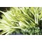 Vistafolia Large Grasses Texture Box (Pack of 18) TBX-GRS