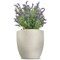 Vistafolia French Lavender Bush Purple FLB-PPL