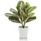 Tabletop Maranta Bush Matte Lava Planter LLRMAB340/RDYLV
