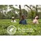 Tetley Pure Green Tea, Pack of 25