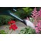 Whitefurze 6 Litre Watering Can, Green