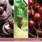 Yankee Candle Signature Medium Jar, 368g, Black Cherry, Pack of 4
