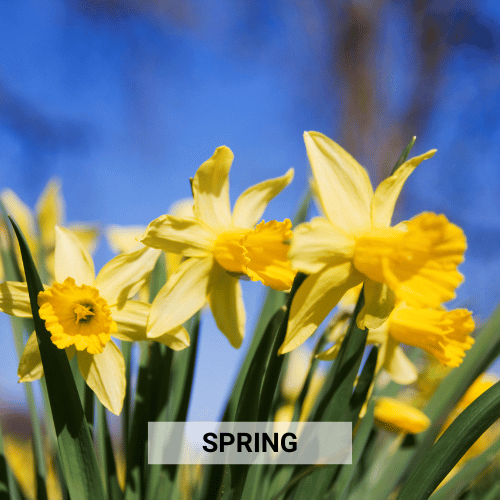 Shop Spring Essentials