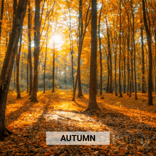 Shop Autumn Essentials